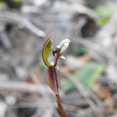 Chiloglottis trapeziformis at Mulloon, NSW - 6 Nov 2022