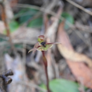 Chiloglottis trapeziformis at Mulloon, NSW - 6 Nov 2022