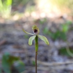 Caladenia transitoria at Scott Nature Reserve - 5 Nov 2022 by Liam.m