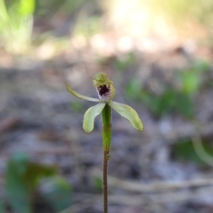 Caladenia transitoria at Mulloon, NSW - 6 Nov 2022