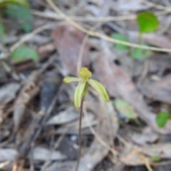 Caladenia transitoria at Mulloon, NSW - 6 Nov 2022