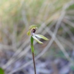 Caladenia transitoria at Mulloon, NSW - 6 Nov 2022