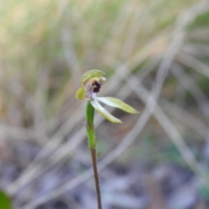 Caladenia transitoria at Mulloon, NSW - 6 Nov 2022