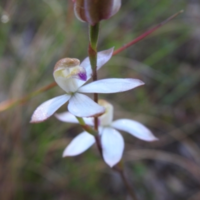 Caladenia moschata (Musky Caps) at Mulloon, NSW - 5 Nov 2022 by Liam.m