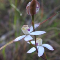 Caladenia moschata at Mulloon, NSW - 6 Nov 2022