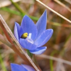 Thelymitra alpina (Mountain Sun Orchid) at Carwoola, NSW - 4 Nov 2022 by Liam.m