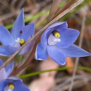 Thelymitra alpina at Carwoola, NSW - 5 Nov 2022