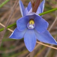 Thelymitra alpina at Carwoola, NSW - 5 Nov 2022