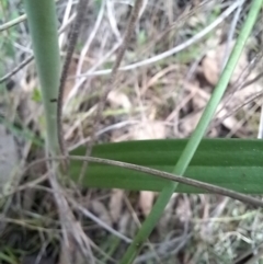 Thelymitra alpina at Carwoola, NSW - 5 Nov 2022