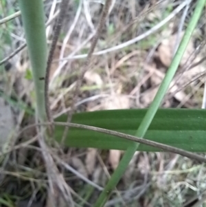 Thelymitra alpina at Carwoola, NSW - 5 Nov 2022