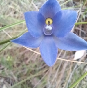 Thelymitra alpina at Carwoola, NSW - 5 Nov 2022