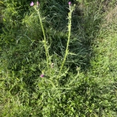 Carduus tenuiflorus at Aranda, ACT - 6 Nov 2022