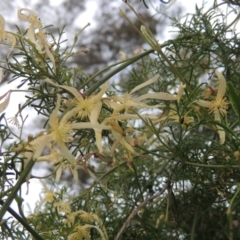 Clematis leptophylla (Small-leaf Clematis, Old Man's Beard) at Michelago, NSW - 11 Oct 2022 by michaelb