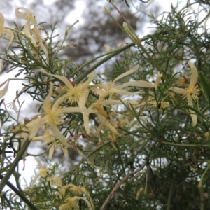 Clematis leptophylla at Michelago, NSW - 11 Oct 2022