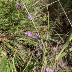 Thysanotus patersonii (Twining Fringe Lily) at Acton, ACT - 5 Nov 2022 by Jenny54