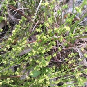 Galium gaudichaudii subsp. gaudichaudii at Wamboin, NSW - 10 Oct 2021 04:37 PM