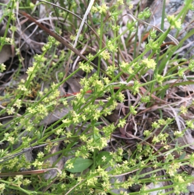 Galium gaudichaudii subsp. gaudichaudii (Rough Bedstraw) at Wamboin, NSW - 10 Oct 2021 by Devesons