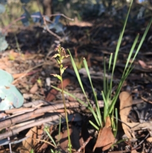 Corunastylis clivicola at Wamboin, NSW - 15 Mar 2021