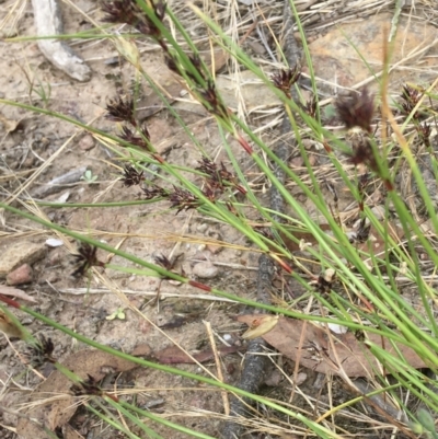 Schoenus apogon (Common Bog Sedge) at Wamboin, NSW - 15 Jan 2022 by Devesons