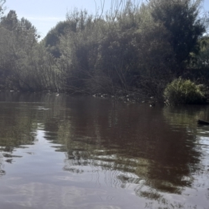 Anhinga novaehollandiae at Fyshwick, ACT - 6 Nov 2022 09:08 AM