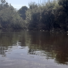 Anhinga novaehollandiae at Fyshwick, ACT - 6 Nov 2022 09:08 AM