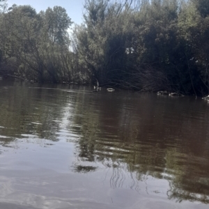 Anhinga novaehollandiae at Fyshwick, ACT - 6 Nov 2022 09:08 AM