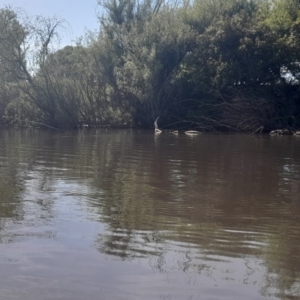 Anhinga novaehollandiae at Fyshwick, ACT - 6 Nov 2022 09:08 AM