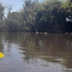 Anhinga novaehollandiae at Fyshwick, ACT - 6 Nov 2022