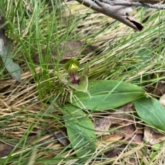 Chiloglottis valida (Large Bird Orchid) at Bondo State Forest - 5 Nov 2022 by dgb900