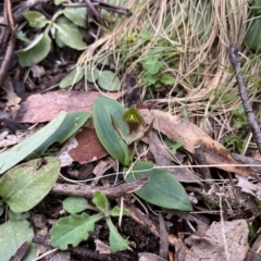 Chiloglottis valida at Goobarragandra, NSW - 6 Nov 2022