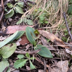 Chiloglottis valida at Goobarragandra, NSW - 6 Nov 2022