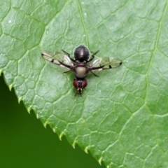 Pogonortalis doclea (Boatman fly) at Wodonga, VIC - 6 Nov 2022 by KylieWaldon