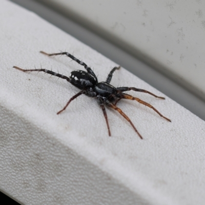 Nyssus coloripes (Spotted Ground Swift Spider) at Wodonga - 6 Nov 2022 by KylieWaldon