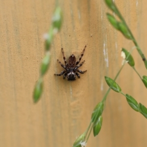 Maratus griseus at Wodonga, VIC - 6 Nov 2022