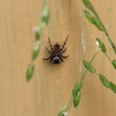 Maratus griseus (Jumping spider) at Wodonga - 6 Nov 2022 by KylieWaldon