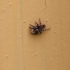 Maratus griseus at Wodonga, VIC - 6 Nov 2022 01:47 PM