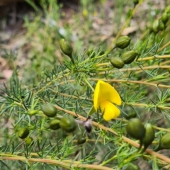 Gompholobium huegelii (pale wedge–pea) at Carwoola, NSW - 6 Nov 2022 by roachie