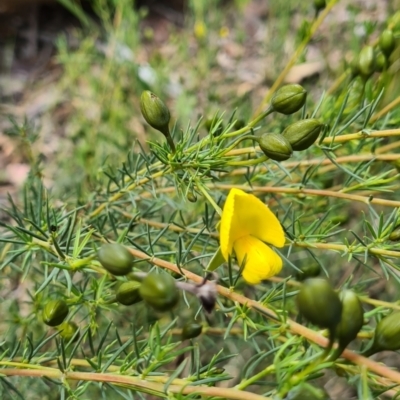 Gompholobium huegelii (Pale Wedge Pea) at Cuumbeun Nature Reserve - 6 Nov 2022 by roachie