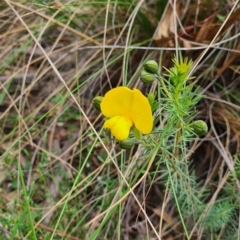 Gompholobium huegelii at Carwoola, NSW - 6 Nov 2022 12:02 PM