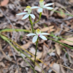 Caladenia moschata at Carwoola, NSW - suppressed