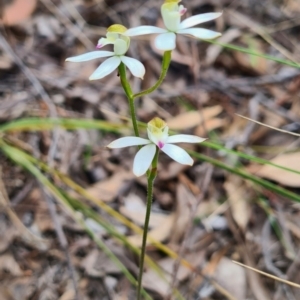 Caladenia moschata at Carwoola, NSW - 6 Nov 2022