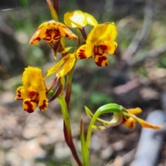 Diuris semilunulata (Late Leopard Orchid) at QPRC LGA - 5 Nov 2022 by roachie