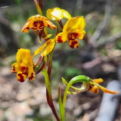 Diuris semilunulata (Late Leopard Orchid) at Carwoola, NSW - 6 Nov 2022 by roachie