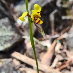 Diuris sulphurea (Tiger Orchid) at Carwoola, NSW - 6 Nov 2022 by roachie