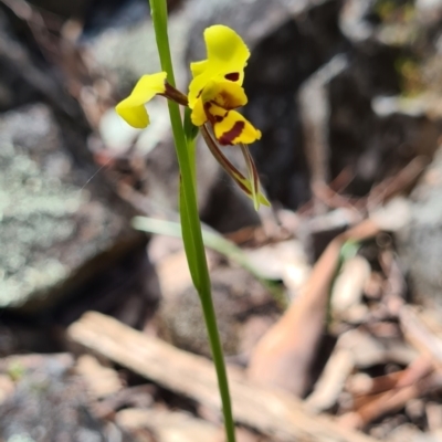 Diuris sulphurea (Tiger Orchid) at Cuumbeun Nature Reserve - 5 Nov 2022 by roachie