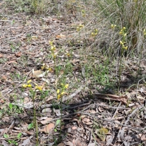 Diuris sulphurea at Carwoola, NSW - suppressed