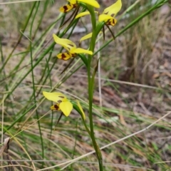 Diuris sulphurea at Carwoola, NSW - suppressed