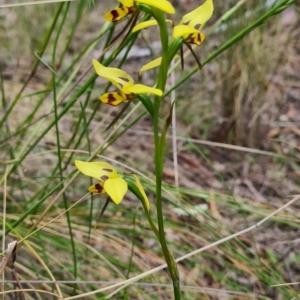 Diuris sulphurea at Carwoola, NSW - suppressed