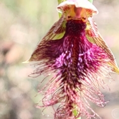 Calochilus platychilus (Purple Beard Orchid) at Cuumbeun Nature Reserve - 6 Nov 2022 by roachie