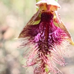 Calochilus platychilus (Purple Beard Orchid) at Carwoola, NSW - 6 Nov 2022 by roachie